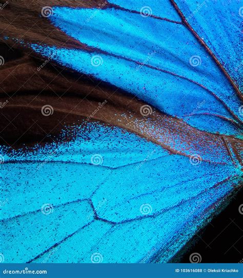 Wings Of The Butterfly Ulysses Closeup Stock Photo Image Of Micro
