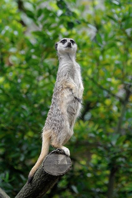 1000 Images About Meerkats Galore On Pinterest Animal