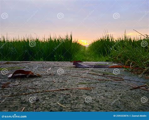 Morning Dew And Sunrise Stock Photo Image Of River 259333876