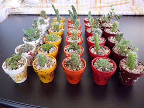 Pinte la base con color verde claro. Tu Cactus - venta de cactus y xerófitas