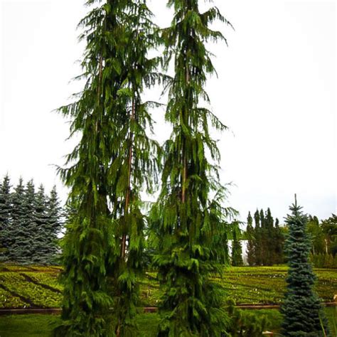 Green Arrow Alaskan Cedar Trees For Sale The Tree Center™