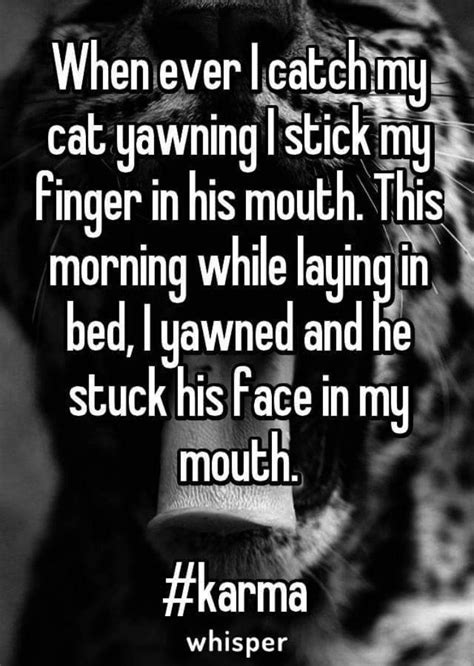 i m putting this just because whenever my cat yawns it put my finger in her mouth i thought i