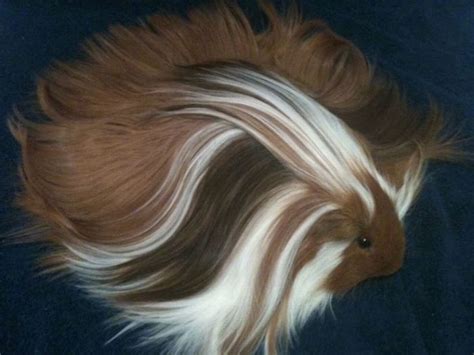 Beautiful baby guinea pigs ready to go now. 10+ Guinea Pigs With The Most Majestic Hair Ever | Bored Panda