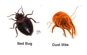 After 8 years, an old mattress becomes a heavy weight, from pounds of dead skin, gallons of sweat, and millions of dust mites that accumulate inside. Dust Mites