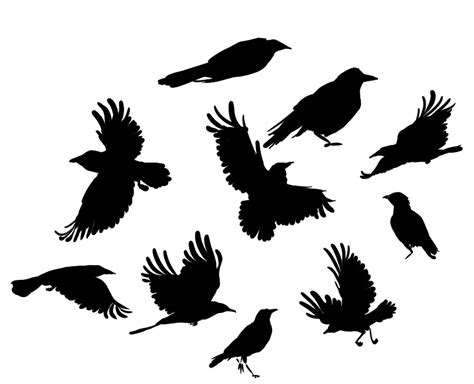 Crow In Flight Silhouette At Getdrawings Free Download
