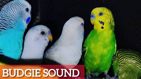 Budgies Singing And Talking Happy Budgies Sounds Bird Love Youtube
