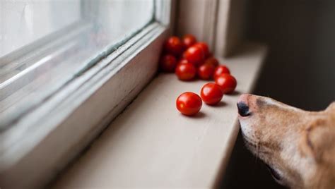 Can Dogs Eat Tomatoes — Doggy Talent Everything About Dog Behaviour