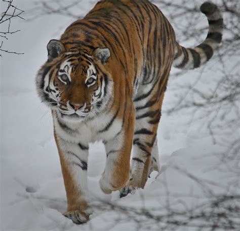 Prowling Tiger D3a0537 Steve Harris Flickr