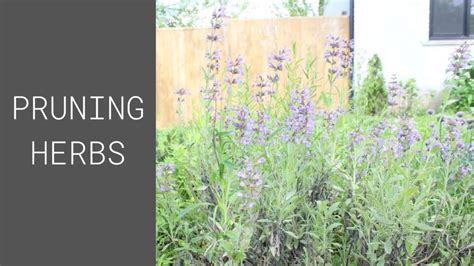 How To Prune Herbs Embracing Harvest