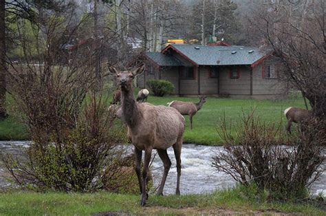 George to springdale towards zion national park, you'll pass an unassuming sign for. Elk in Estes Park | Elk at our campsite in Estes Park on ...