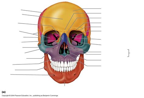 Unlabeled Skull Anterior Skull Anatomy Skull Anatomy And Physiology