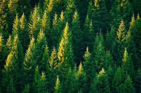 Evergreen Trees For Sale Buying And Growing Guide