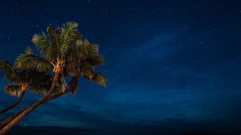 3072x1920px Free Download Hd Wallpaper Palm Tree Night Starry