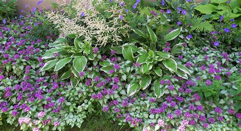 Create A Colorful Long Lasting Shade Garden American Meadows Blog