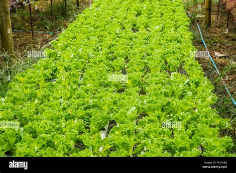 Hydroponics Vegetable Farm For Healthy In Rural Of Thailand Stock Photo