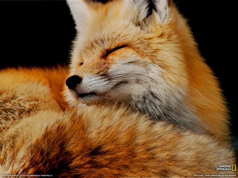 Animals Fox National Geographic Wallpapers Hd Desktop