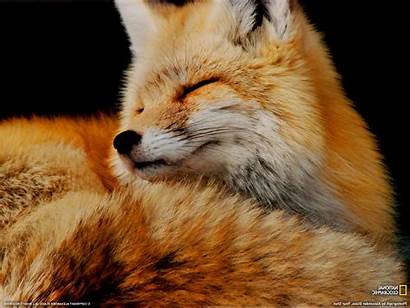 Geographic National Fox Animals Resolution Wallpapers Desktop