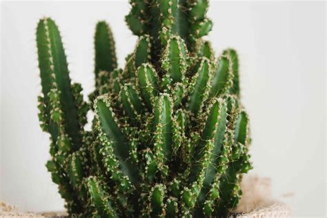 Indoor Cactus Plants Plant Care And Growing Guide