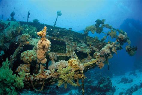 Top 4 Best Red Sea Diving Destinations Scuba Diver Mag