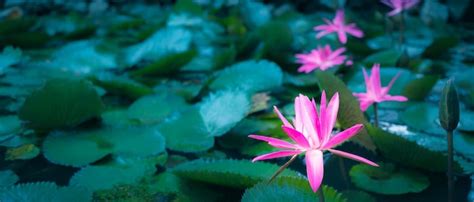 Premium Photo Beautiful Pink Lotus Flower In Pondpink Lotus Flower Background Lily Floating On
