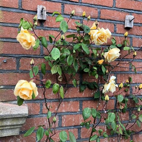 11 Most Fragrant Climbing Roses Song Of Roses