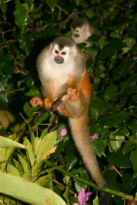 The Black Crowned Central American Squirrel Monkey Msem In The Field