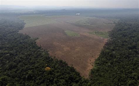 Para Evitar La Deforestación Más De 600 Científicos Piden A La Ue Que