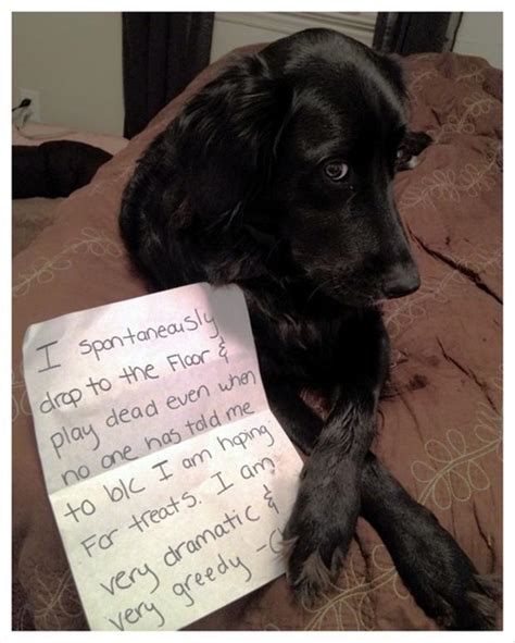 Funny Dog Shaming Notes Dump A Day