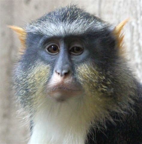 Photos Adorable And Amazing Guenon Monkey Faces Monkey Monkey Face