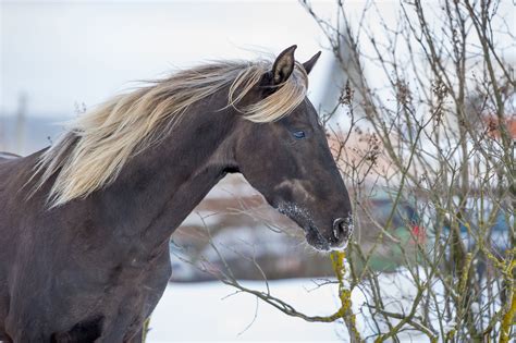 rocky mountain horse breed profile