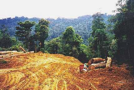 Pemeriharaan bermaksud megekalkan keadaan asal haiwan dan tumbuhan daripada musnah. GADIS SEMASA: PEMULIHARAAN HUTAN