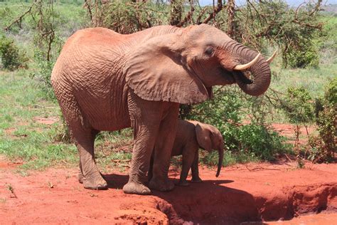 Another Photograph Of Mpenzi With Her Beautiful Calf This Time By The