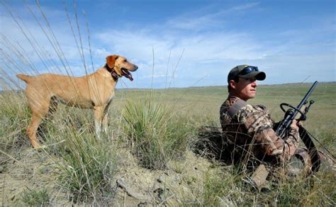 Coyote Hunters Mountain Cur Dogs Used To Lure Predators