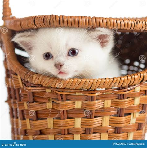 Kitten In Basket Stock Photo Image Of Beautiful Picnic 29254562