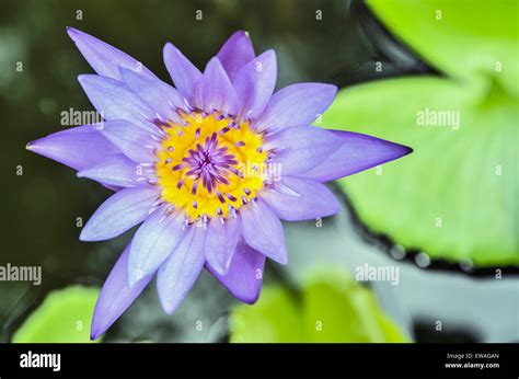 A Beautiful Purple Lotus Stock Photo Alamy