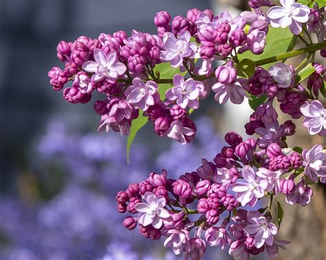 Blooming Purple Lilac Blossom Blooming Lilac Purple To W Flickr