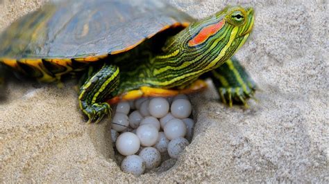 We did not find results for: Red Eared Slider Turtle covering her nest and laying egg ...