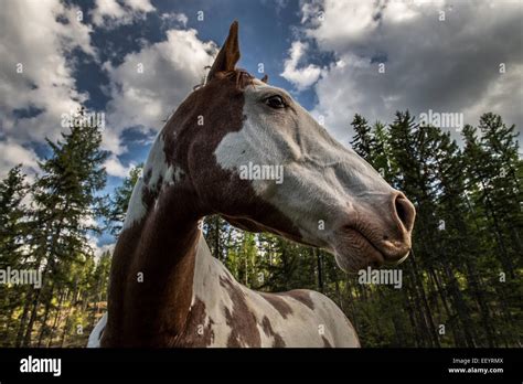A Horse At The Artemis Acres Guest Ranch In Kalispell Montana Just
