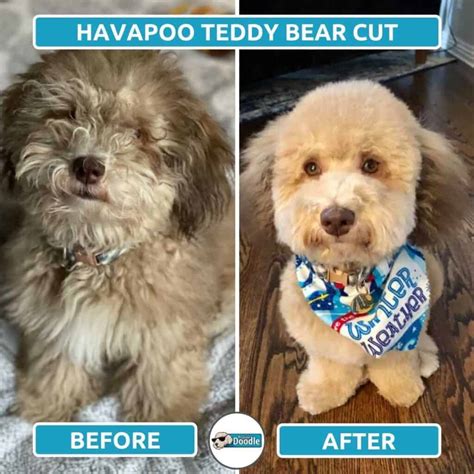 Havapoo Haircuts Top 6 Grooming Styles With Photos