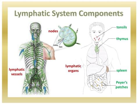 Components Of Lymphatic System