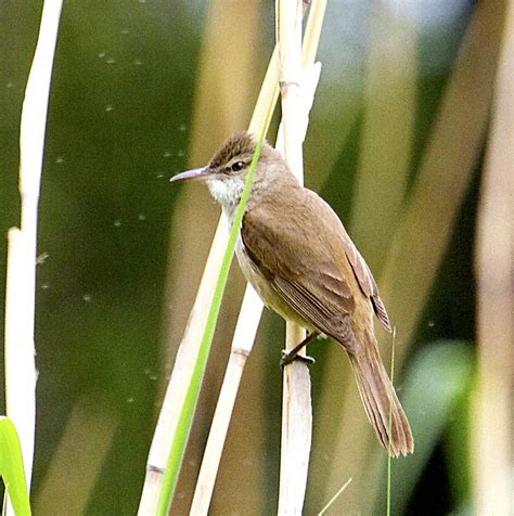 Large Billed Reed Warbler Acrocephalus Orinus Photo Call And Song