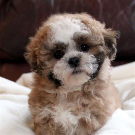 Teddy Bear Puppies What Does Riley Like Pinterest
