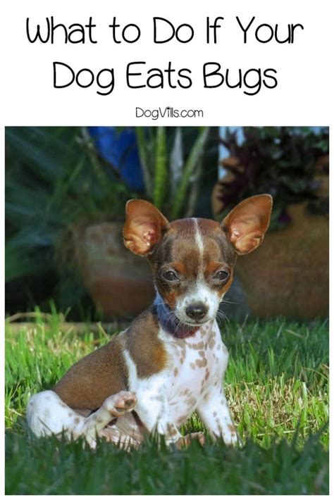 Lay baby flat in your arms. What to Do If Your Dog Eats Bugs - DogVills