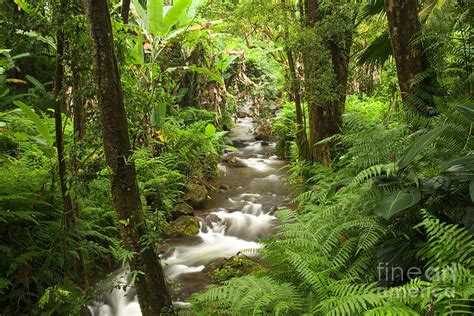 Waterfall Tropical Rainforest Photograph By Inga Spence
