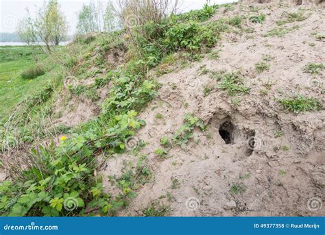 Entrance Of A Rabbit Hole Into A Hillock Stock Photo Image Of Heap