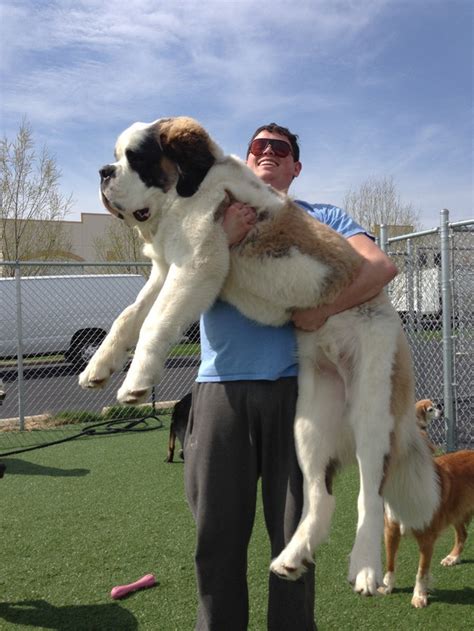 If your dog makes this list, she needs extra walks, less food, and training without extra treats. 9 Huge Dogs That You Won't Believe Are Real | DogExpress