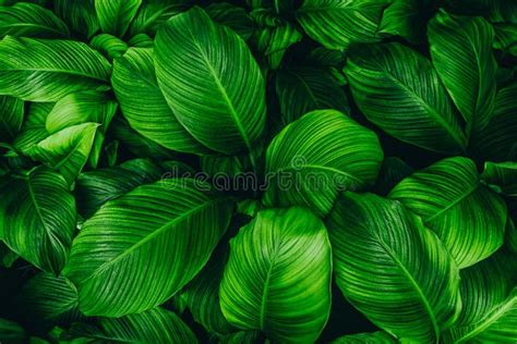 Abstract Green Leaf Texture Nature Background Tropical Leaf Stock