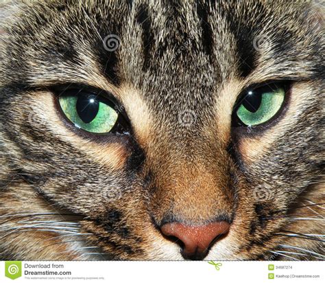 A Cat S Beautiful Green Eyes Stock Photo Image Of Look Cute 34687274