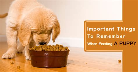Important Tips On Feeding A Puppy Budgetvetcare