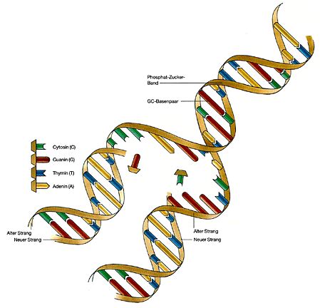 Rna, die vom ribosom gelesen wird, um ein protein zu produzieren. Business wissen, management, security: Replikation der dna